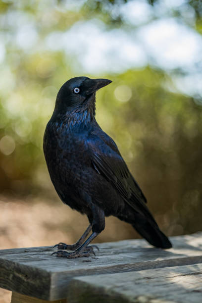 istock Selective focus shot of raven perched on wooden bench 1467254757