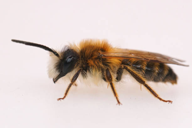istock Closeup on a hairy male Banded Mining bee, Andrena gravida on a 1467254782