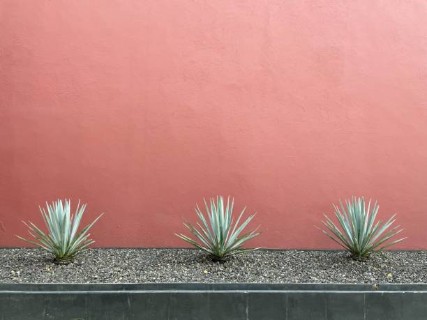 istock Mexican scene of agave cactus succulent plants 1467254981