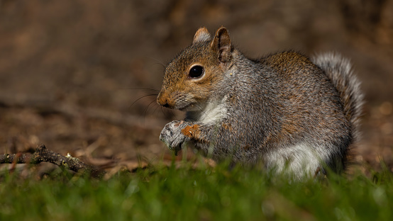 A closeup shot of a cute squirrel