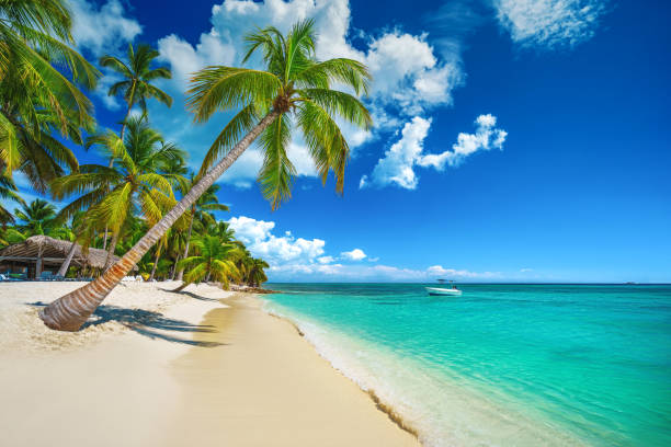 Tropical island beach shore with exotic palm trees, clear water of caribbean sea and white sand. Playa Bavaro, Saona, Punta Cana, Dominican Republic stock photo