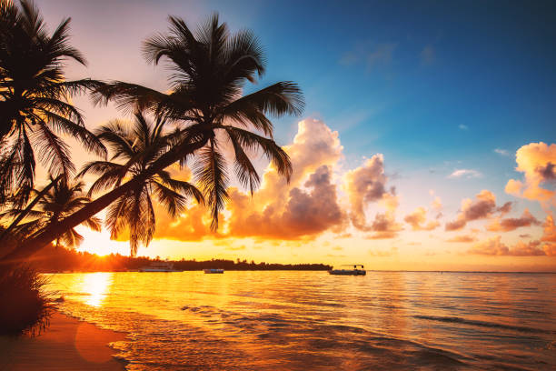 70+ Punta Cana Night Stock Photos, Pictures & Royalty-Free Images - iStock