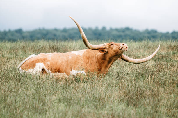 A happy bull relaxing in a field at Lake Tobias