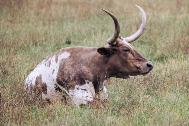 istock Happy Bull with Giant Horns 1467255525