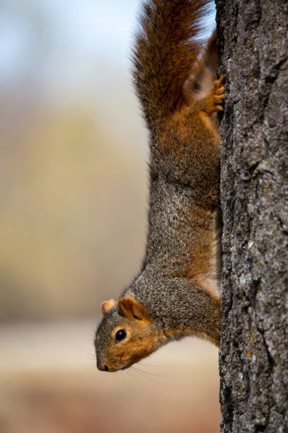 istock Vertical shot of a squirrel on a tree trunk 1467255565