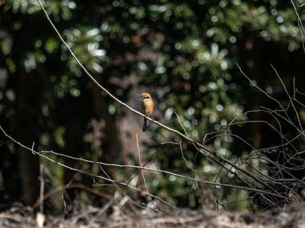 istock Closeup of a tiny Bull-headed Shrike perched on dried branches of a tree in sunlight 1467255632