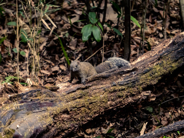 istock Pallas's Squirrel on a fallen tree in a forest near Yokohama, Japan 1467255648