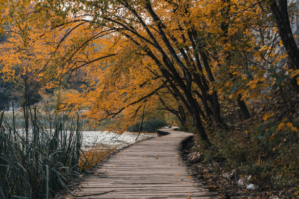 istock Empty wooden path through idyllic forest with fall colors at Plitvice lakes national park in Croatia 1467255840