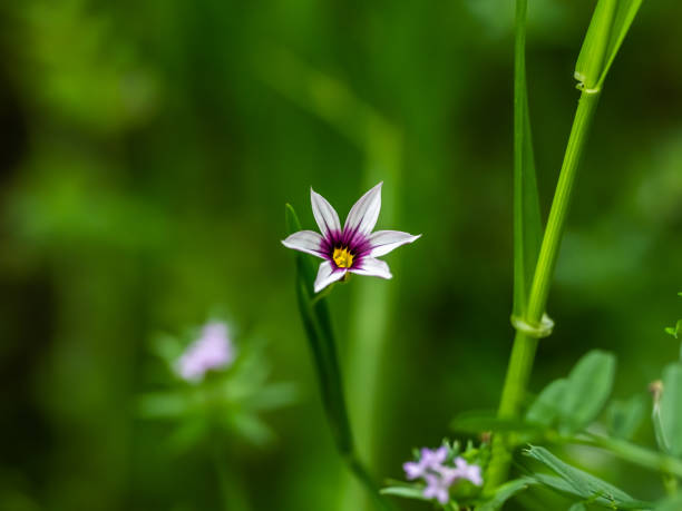 istock Selective focus shot of eastern blue-eyed grass (sisyrinchium atlanticum) 1467256024