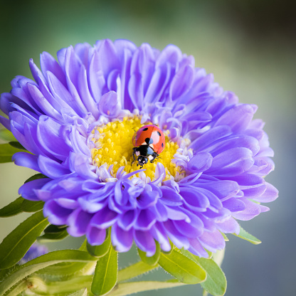 A macro shot of a ladybug on a purple aster flower against a blurred background