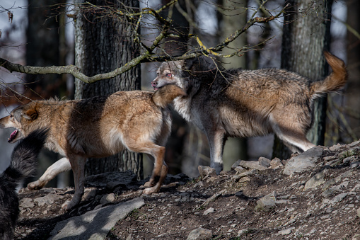 A number of wolves in the woods in Bavaria, Germany
