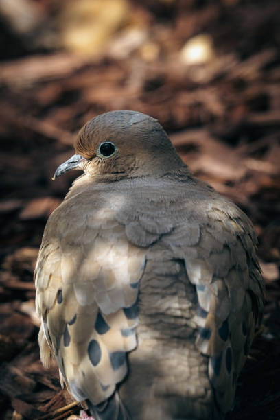 istock Selective focus shot of mourning dove (zenaida macroura) 1467256482