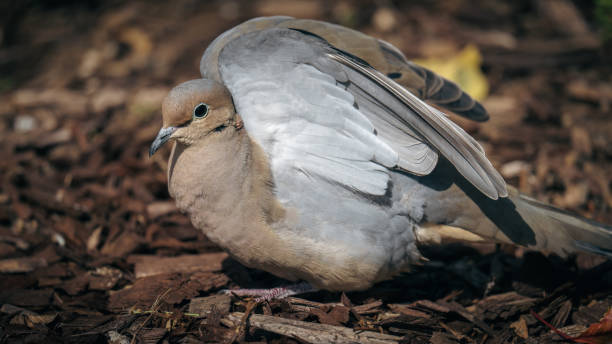 istock Selective focus shot of mourning dove (zenaida macroura) 1467256483