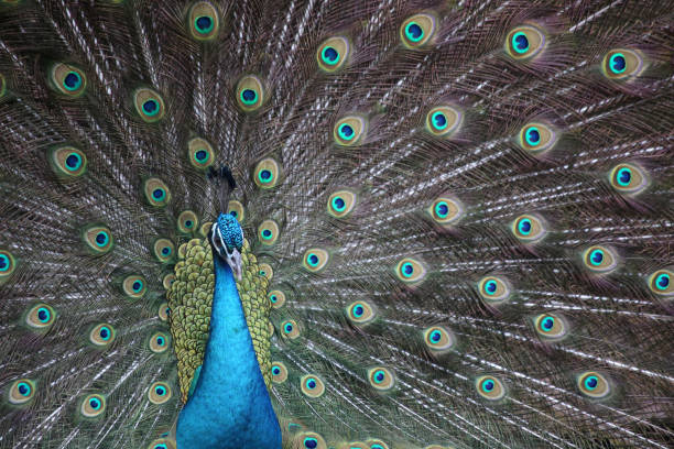 istock Peacock with an open tail, at Chengdu Panda Base, China 1467257789