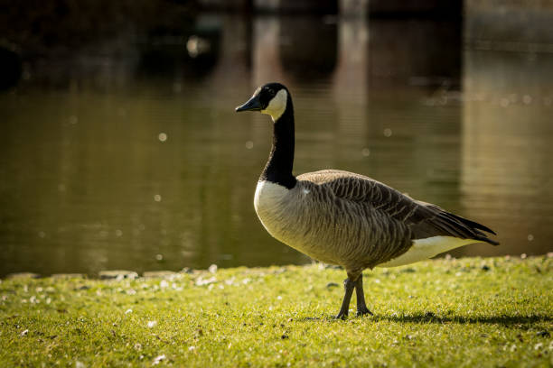 istock Adorable goose walking on the grass with water in the background 1467257902