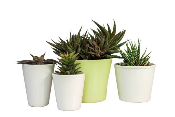 istock Hawothia different types of succulents in beautiful ceramic pots isolated on white background 1467258366