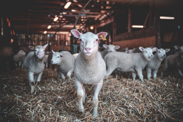 istock Selective focus shot of white lambs at farm 1467258388