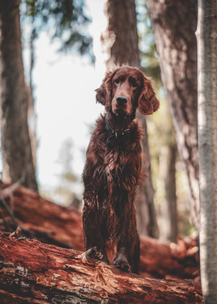 селективный фокусный снимок ирландского сеттера в лесу - irish setter стоковые фото и изображения