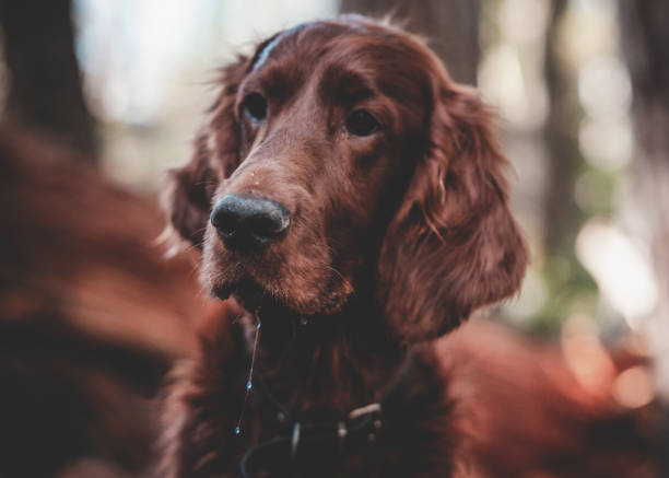 селективный фокусный снимок ирландского сеттера в лесу - irish setter стоковые фото и изображения