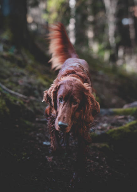 селективный фокусный снимок ирландского сеттера в лесу - irish setter стоковые фото и изображения