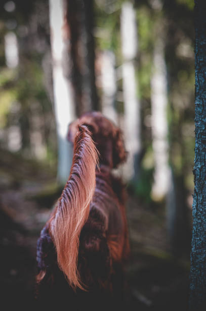 селективный фокусный снимок ирландского сеттера в лесу - irish setter стоковые фото и изображения