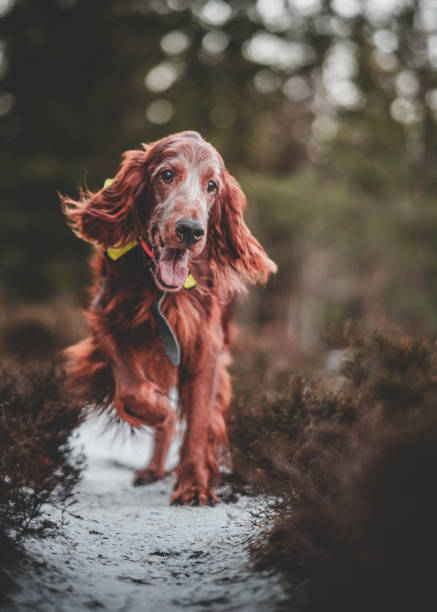 селективный фокусный снимок ирландского сеттера, бегущего в лесу - irish setter стоковые фото и изображения