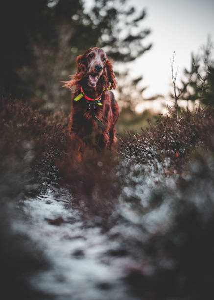 istock Selective focus shot of irish setter in the forest 1467258459