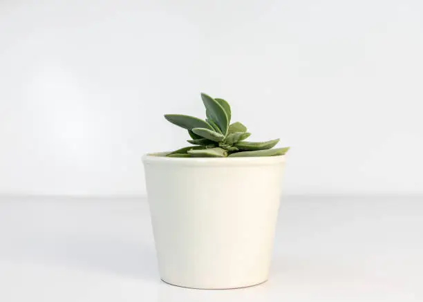 Crassula morgan succulents in white ceramic flowerpot