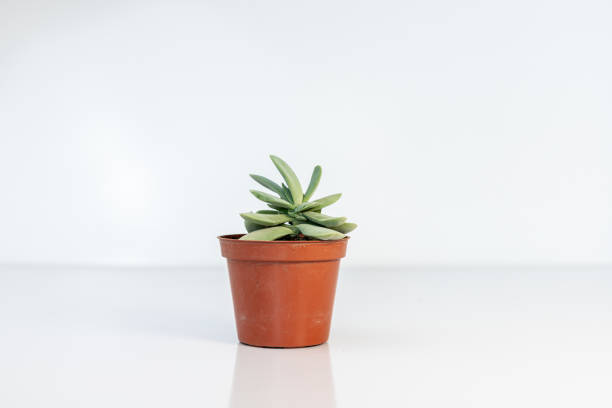 istock Crassula morgan succulents in red plastic pot isolated on white background 1467258859