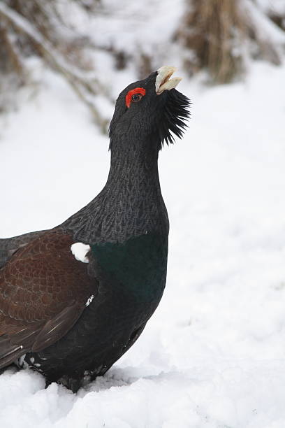 Displaying capercaillie This shows a side on view view of a male capercaillie in confrontational mood on a snowy day. capercaillie grouse grouse wildlife scotland stock pictures, royalty-free photos & images