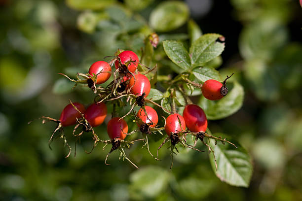 Rosehips fruits stock photo