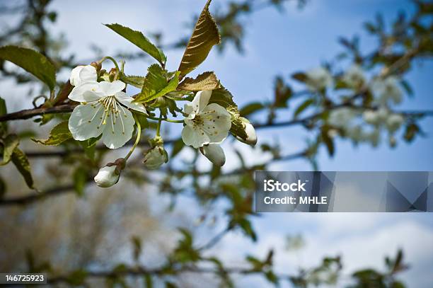 Blossom Baum Stockfoto und mehr Bilder von Anfang - Anfang, Apfelbaum, Apfelbaum-Blüte