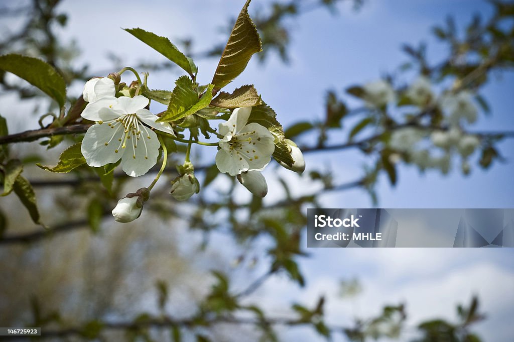 Árvore de flor de laranjeira - Foto de stock de Abrindo royalty-free
