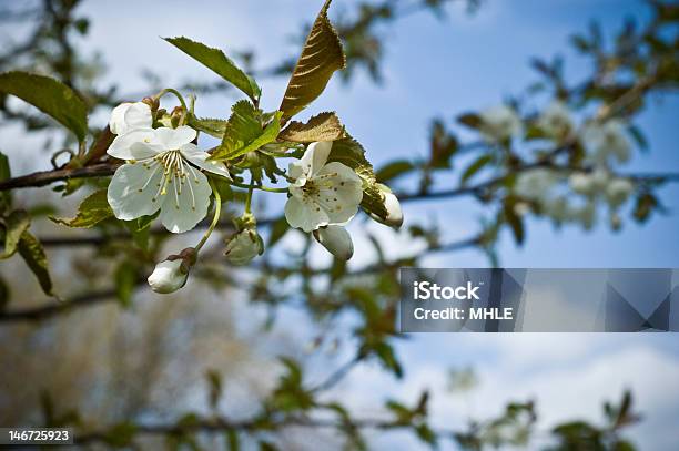 Árvore De Flor - Fotografias de stock e mais imagens de Abrir - Abrir, Amarelo, Ao Ar Livre