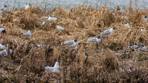 A flock of black-headed gulls on the lakeshore