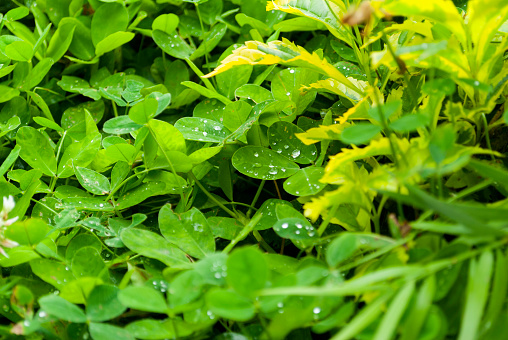 Green leaf foliage with water drops after outdoor rain, natural light in Guatemala