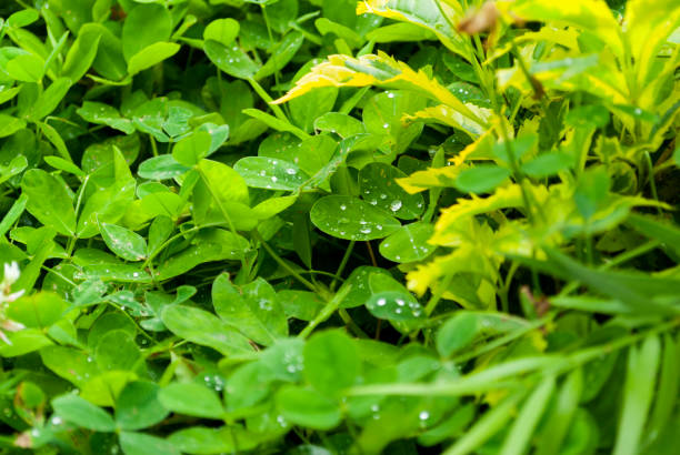 folhagem da folha verde com gotas de água após a chuva ao ar livre - chlorophyll - fotografias e filmes do acervo