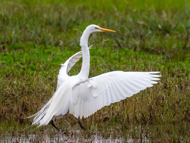 istock White heron bird near the pond 1467259604