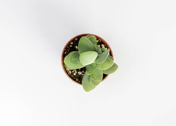 istock Crassula morgan succulent plant high angle view isolated on white background 1467259634
