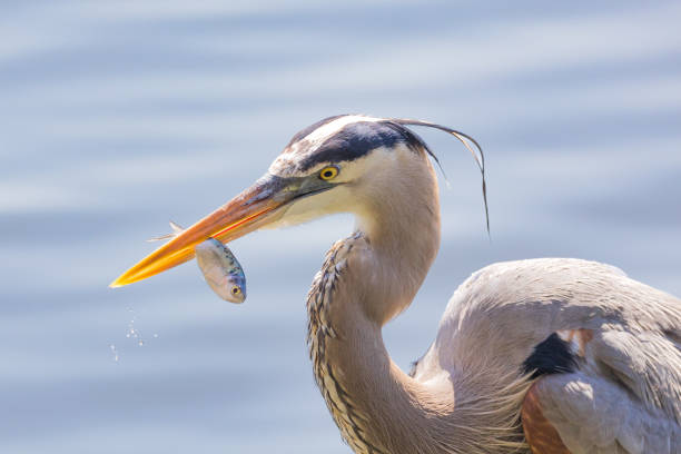 istock Selective of a grey heron (Ardea cinerea) in a pond 1467260034