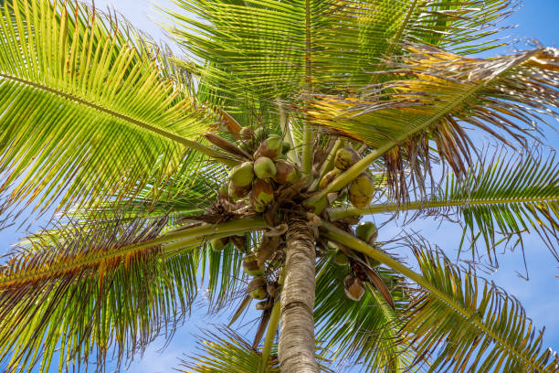 istock Low angle view of fresh coconuts hanging on a palm tree in Punta Cana, Dominican Republic 1467260133
