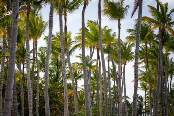 Three tropical palm trees seen from below in Punta Cana.