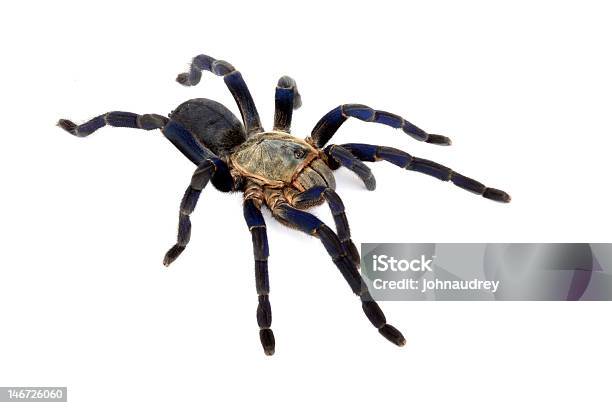 Cobalt Blue Tarantula Stock Photo - Download Image Now - Abdomen, Animal, Animal Abdomen