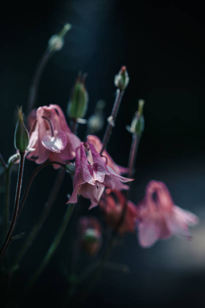 istock Columbine flowers 1467260810