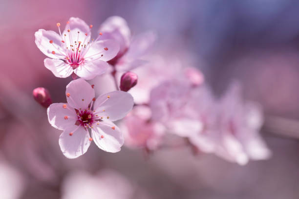 istock Japanese cherry blossoms 1467260864