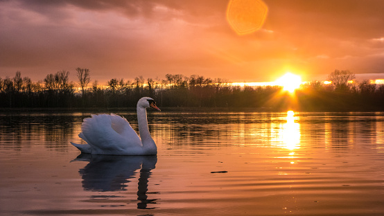 A mute swan in the calm lake in the meadows on the Upper Rhine at sunset