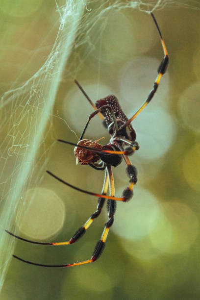 istock Macro shot of a black and yellow argiope spider eating a bug 1467261290