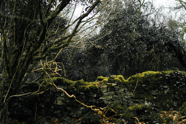 Old tree with fallow deers (Dama dama) in the background