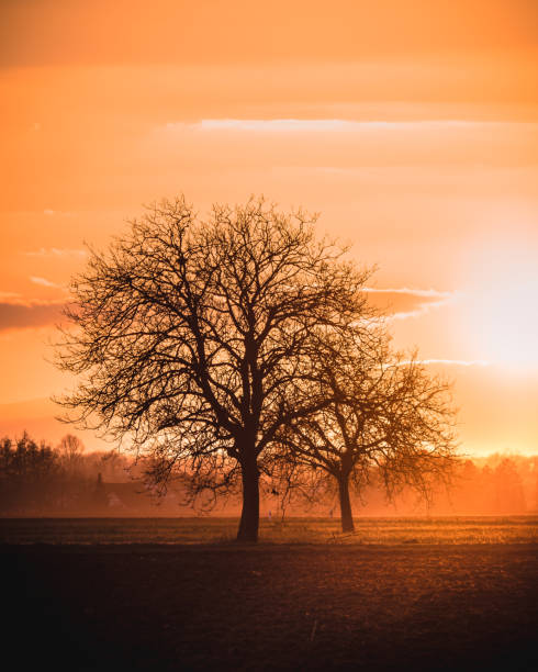 istock Silhouette of autumn trees in a field with sunset 1467261475