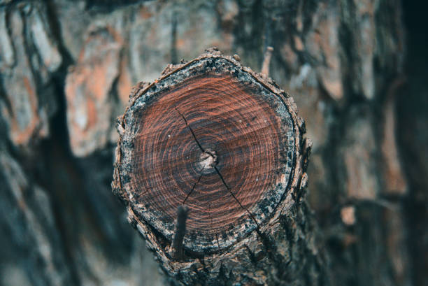 istock Closeup shot of a cuted tree branch 1467261494